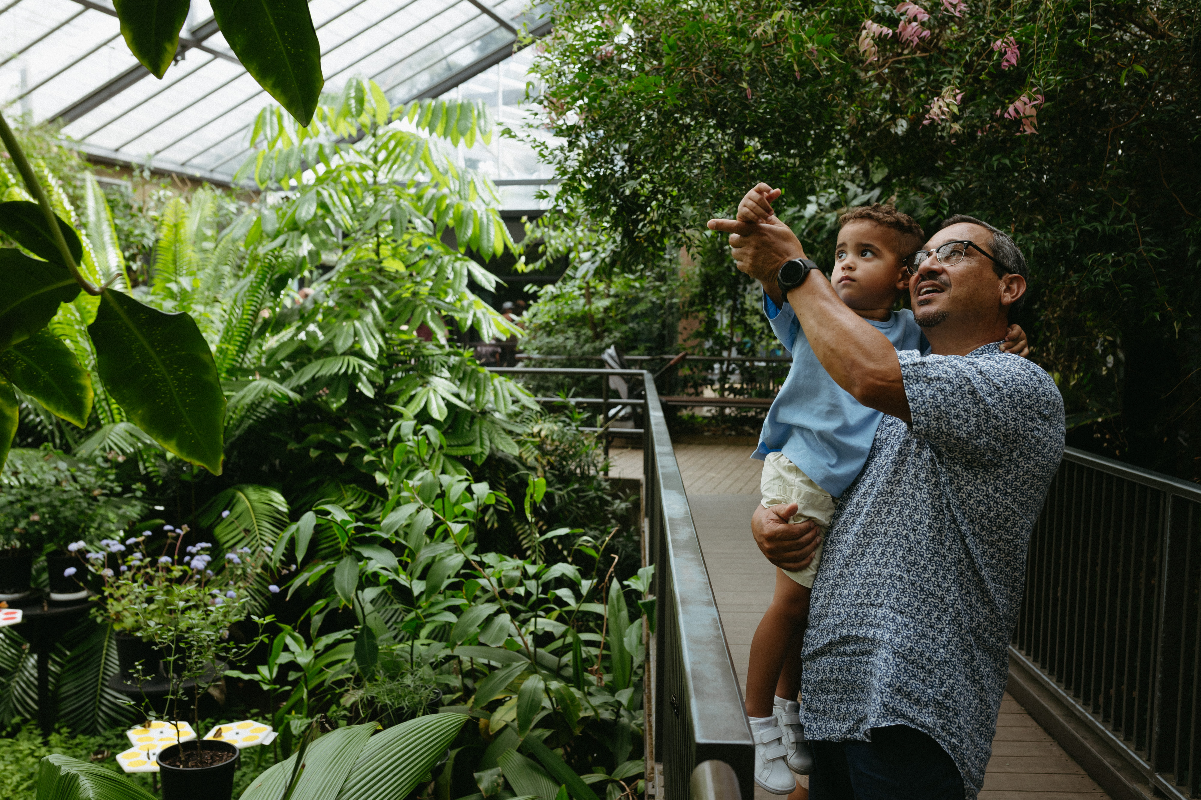 A man in his 50's is seen holding his grandson as they both point up to butterflies at the melbourne zoo. 